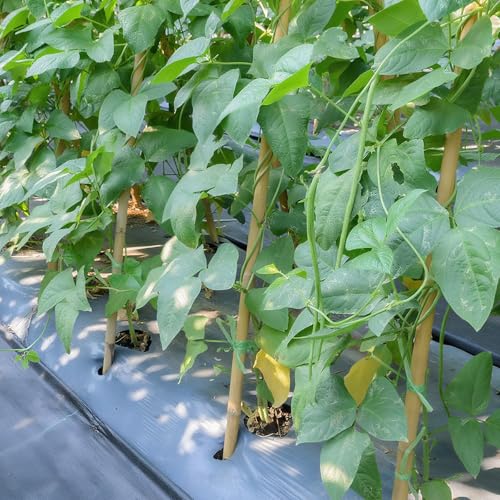 36 Pcs Natural Bamboo Plant Stakes - 30% Off Garden Support