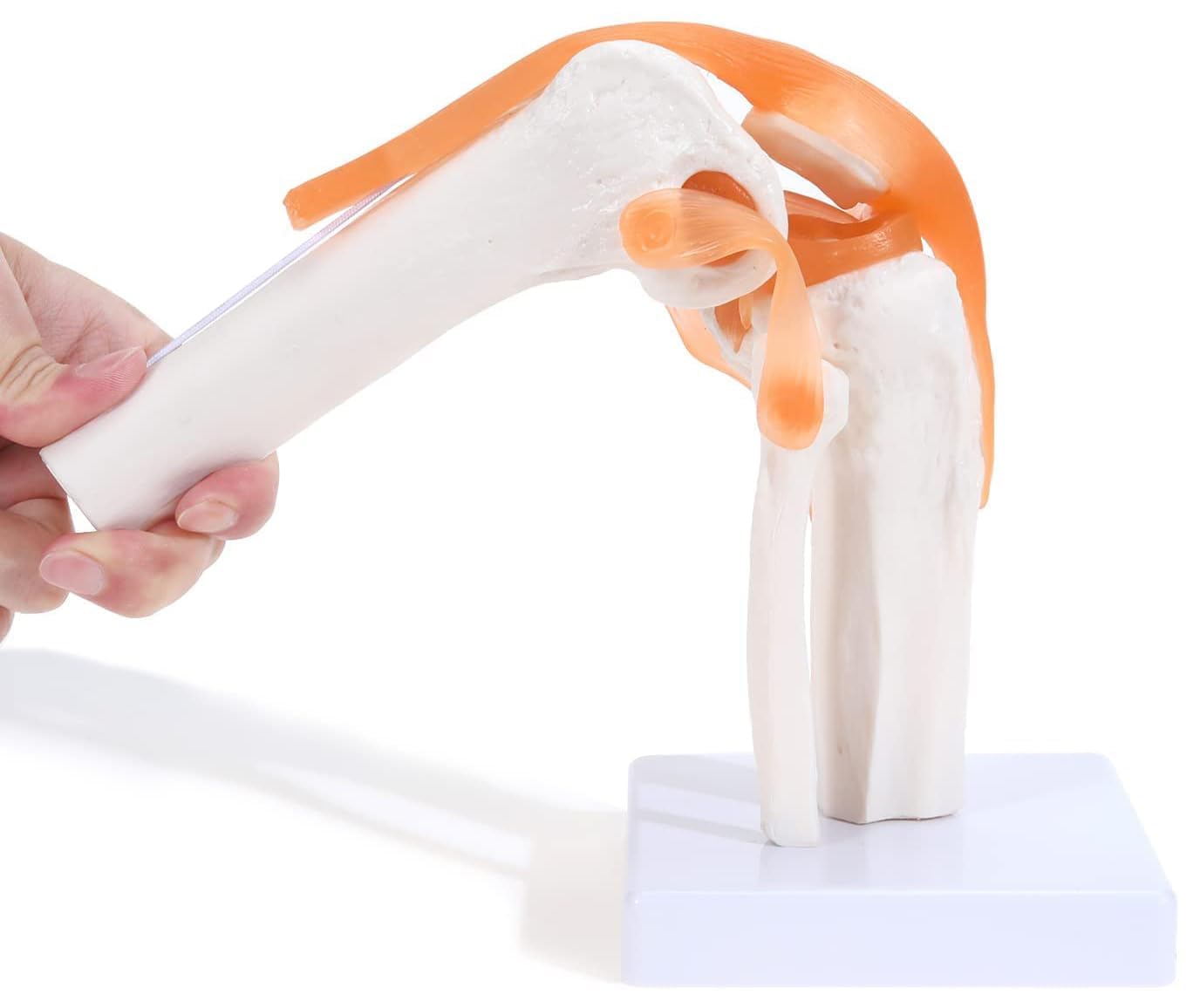 GD Anatomicals Knee Joint Model with Ligaments Flexible Human Anatomy Model Demonstrating ACL PCL LCL and MCL for Medical Students Teaching Hospitals Physiotherapy Nursing Education-image-26