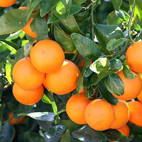 Miniatura 7 de Gardenera Mezcla de tierra prémium para árboles de mandarina la receta perfecta para cítricos saludables - 1 cuarto de galón