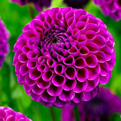 Dalias Pom Pom Moradas: paquete mixto de 5 variedades de bulbos de dalias de Holanda, auténticas plantas de dalias grandes para jardines y macetas