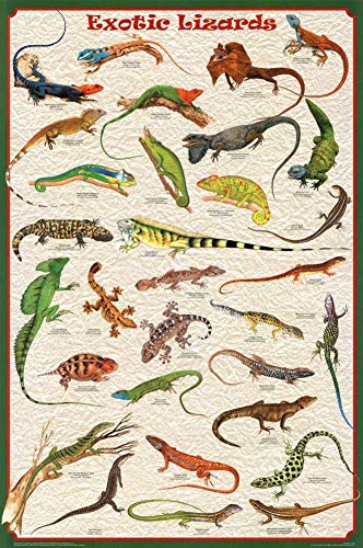 Feenixx Laminated Exotic Lizards Reptiles Educational Chart Poster 24x36