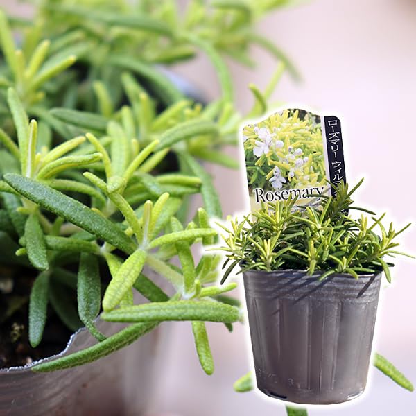 Amazon.co.jp: ローズマリー『ウィルマスゴールド』9cmポット苗 : DIY