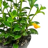 Trailing Goldfish Plant Live, Pet Friendly, Live Indoor Plant, 4 inch Pot - Hopewind Plants Shop