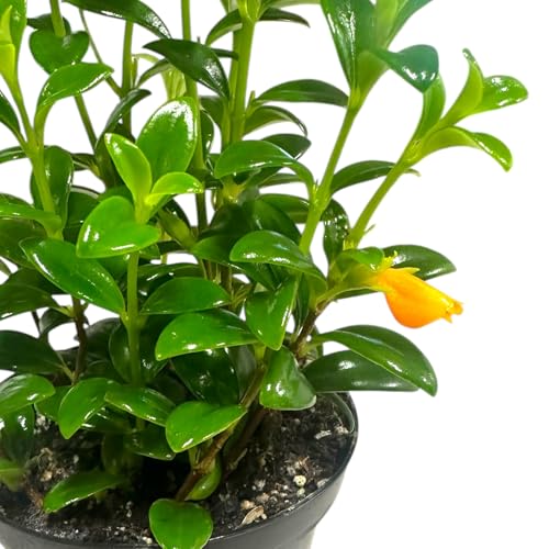 Trailing Goldfish Plant Live Pet Friendly Live Indoor Plant 4 inch Pot - Hopewind Plants Shop