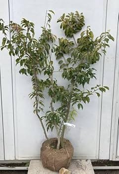 ソヨゴ　株立（５本立）　雌株　① ソヨゴ 販売