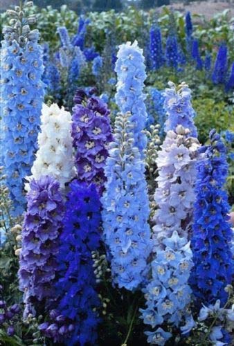 50 Bright Blue Delphinium Mix Semi perenne giardino Fiore luminoso Parasole