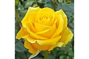 Yellow Rose Bush Live Plant: Ready-to-Plant Fragrance for Your Garden