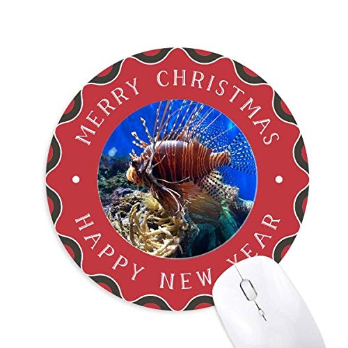 CmNQȊw͎R̎ʐ^ ~`S̃NX}X}EXpbh