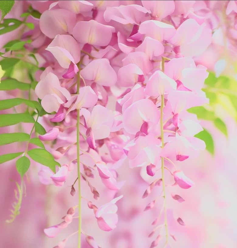 Pink Wisteria Vine Live Plant – Fragrant 18" Flowers,1-Year in Pot, Hummingbird Magnet