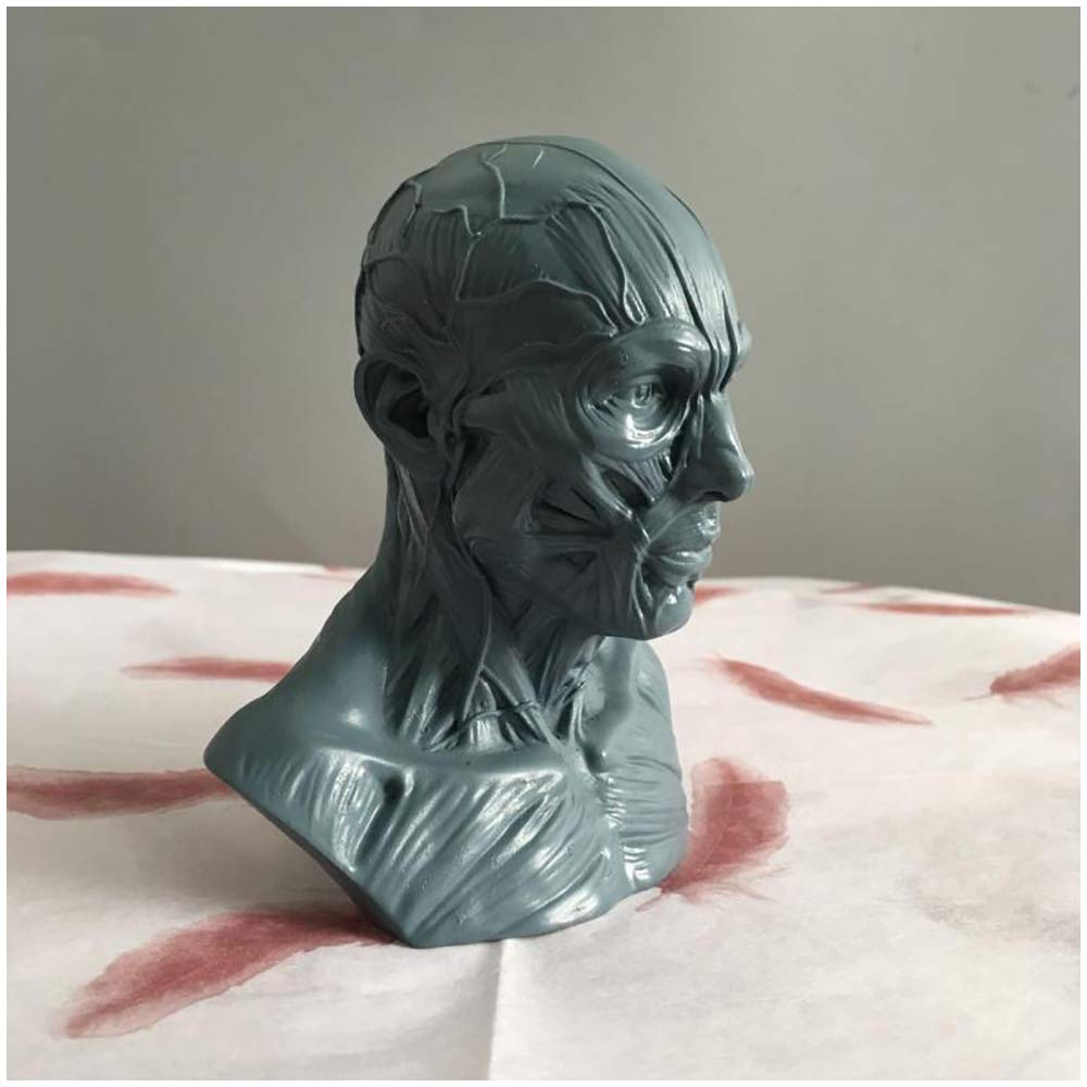 Modelo De Cráneo Médico - Estatua De Hueso Muscular De Cabeza De Cráneo Artesanal De Resina - Estatua Humana Modelo De Cráneo De Tamaño Mini 1: 3 - Para Estatua De Decoración De Enseñanza De Arte Méd