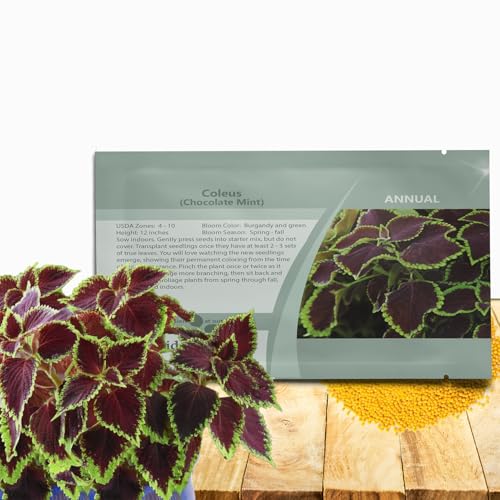 Outsidepride Chocolate Mint Coleus Seeds for Planting - 10 Pcs Annual, Compact, & Easy to Grow, Flower Seeds with Serrated Foliage, Ideal for Shaded Areas, Containers, Borders, & Gardens