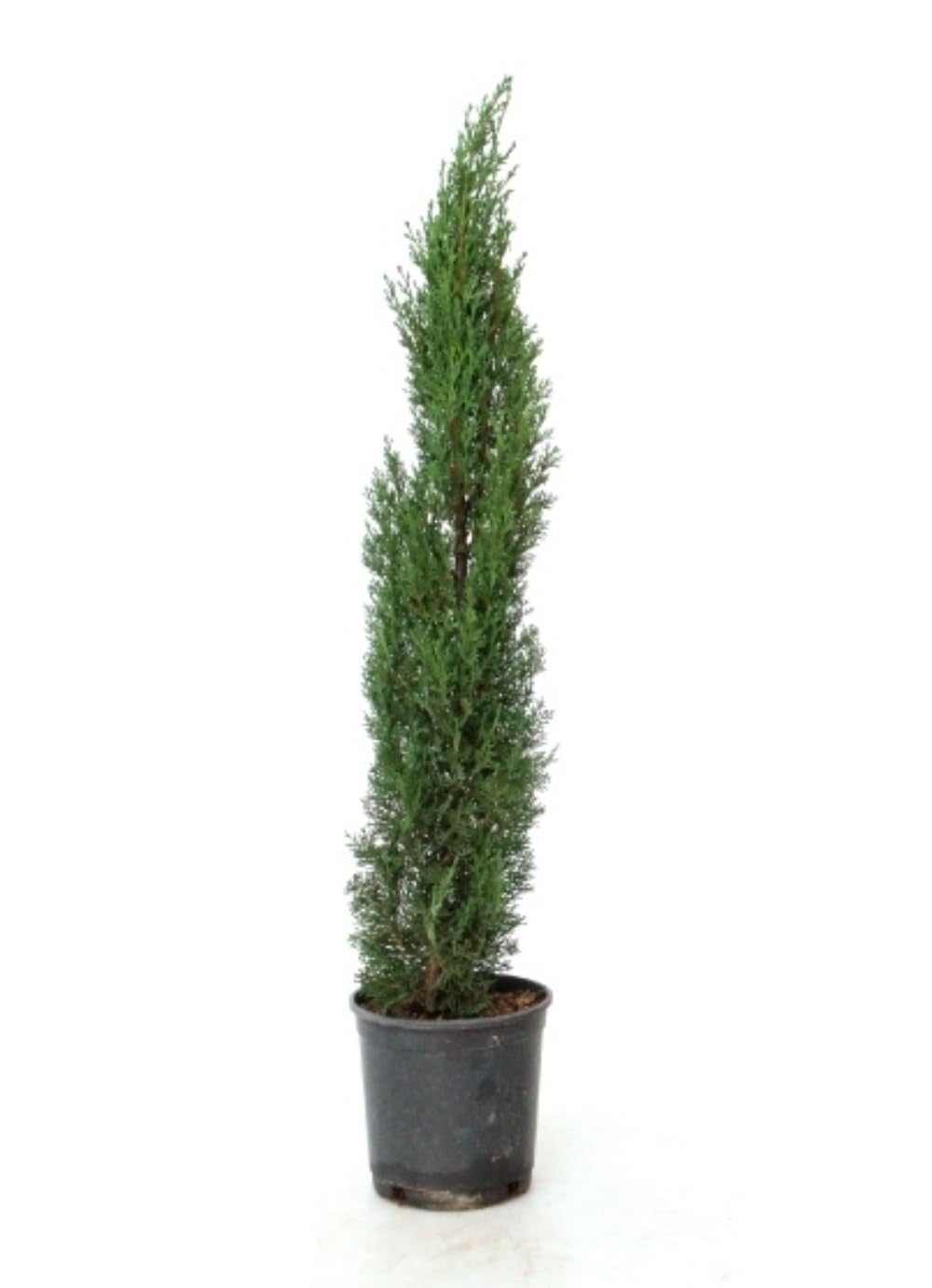 Planta natural Cipres Cupressus Totem, Cipres columnar, 80-100 cm. Ciprés compacto columnar, con follaje verde oscuro, ideal para setos y bordes. Segura Garden.