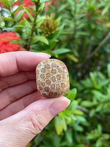 Image of GAF TREASURES 1 /2 LB Fossil Coral Tumbled Stones, Polished Natural Fossil Coral Gemstone, Fossil Coral Healing Crystals (Fossil Coral)