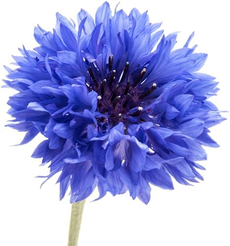 200 Dwarf Bachelor Button Seeds for Planting - Heirloom Non-GMO U...