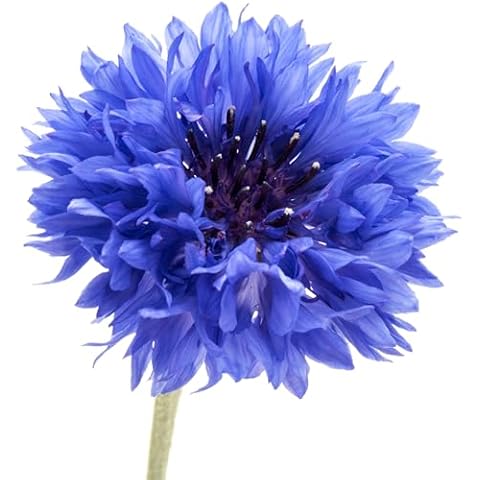 200 Dwarf Bachelor Button Seeds for Planting Cover