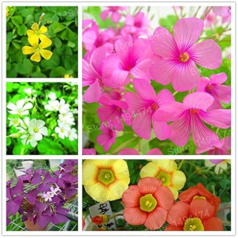 Amazon Co Jp 100本カタバミversicolorの花の種クローバーの種 四葉のクローバーの種 Diy 工具 ガーデン