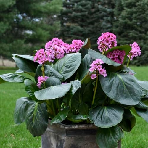 Bergenia cordifolia Rotblum Elephant's Ears Perennial 3 Plug Plant