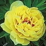 Itoh Bartzella Peony, Spectacular Yellow Flowering Blooming Sized Root/Bulb/Plant