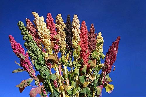 Usda Organic Peruvian Quinoa Tricolor 1 Lb (Pack Of 4) Black, Red & White Quinoa - Protein - Superfood #TOP1