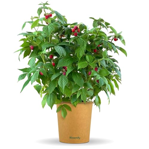Bloomify rote Bio Balkon-Himbeerpflanze Heidi | 60 bis 80 cm großer ertragreicher Himbeerstrauch | winterharte und pflegeleichte Himbeere für Balkon oder Terrasse | süße leckere Früchte