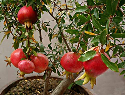 Live Bonsai Dwarf Pomegranate - Afghan variety