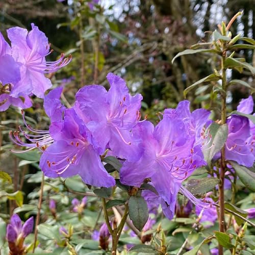 semi resistenti di azalea, interno rododendro arbusti, biologici, vecchie varietà da giardino, arbusti resistenti, 350pcs