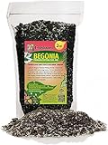 Premium Begonia Plant Potting Soil by Gardenera - Infuse Your Space with Blossoming...