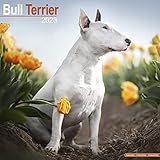 Bull Terrier Calendar - English Bull Terrier - Dog Breed Calendars - 2022 - 2023 wall calendars - 16 Month by Avonside