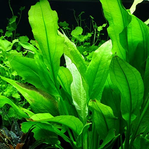 AquaOne Aquarium Pflanzen I 5X Wasserpflanzen I Hintergrund Aquarienpflanzen I Alternanthera Echinodorus Vallisneria Nymphoides Hygrophila I Set mit 5 Hintergrundpflanzen - Image 6