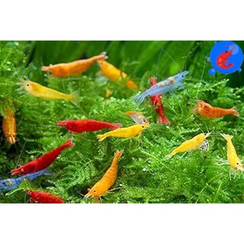 Generic Shrimp Up Aquatics™ 20+ Mixed Color Neocaridina Shrimp Live Freshwater Aquarium Inverts Live Arrival! Mixed