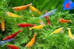 Generic Shrimp Up Aquatics™ 10+ Mixed Color Neocaridina Shrimp Live Freshwater Aquarium Inverts Live Arrival! Mixed