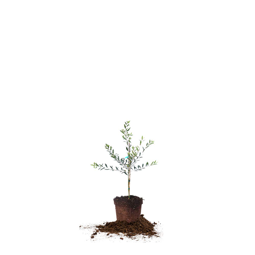 Perfect Plants Arbequina Olive Live Plant 2-3ft