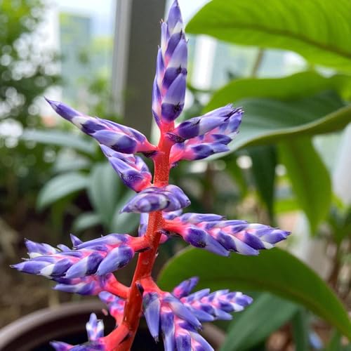 Carbeth Plants Aechmea Blue Rain in 12cm Pot - Striking Exot