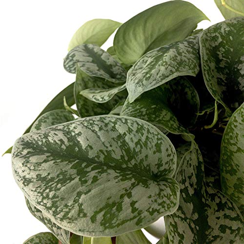 Image of American Plant Exchange Silver Splash Pothos - Live 6-Inch Potted Satin Pothos Vine, Easy-Care Air Purifying Houseplant, Fast-Growing Indoor Plant for Home, Office & Modern Tropical Indoor Decor