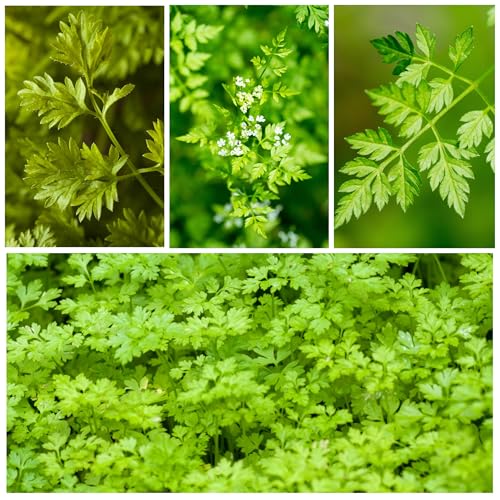 Seed Needs Chervil Seeds for Planting - Non-GMO, Heirloom & Untreated Annual Herbs - Grow an Indoor/Outdoor Garden Full of Culinary French Parsley (5 Packs) - Image 2