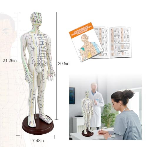 Acupuncture Model, Human Acupoint Model 20.5in Full Body Silicone Professionals Clear Identification with Base for Chinese Medicine Teaching Acupoint Student Demonstration (Male)