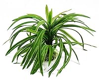 Algopix Similar Product 2 - CNZ Aquarium Decor Fish Tank Decoration