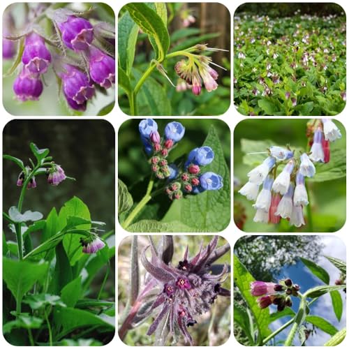 semillas de consuelda, de semillas para invitados exterior silvestres para cobertura del suelo pradera mariposas exterior 35pcs