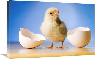 16 x 24 in. Domestic Chicken, Banty Morph, Hatchling with Egg Shell Art Print - Michael Durham