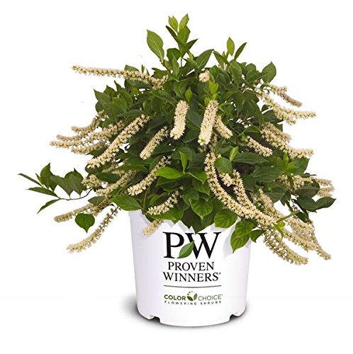 Proven Winners Little Henry Sweetspire