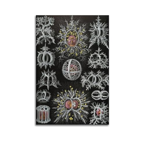 Ernst Haeckel biologie cellulaire mur vide habillé par toile 50 x 75 cm