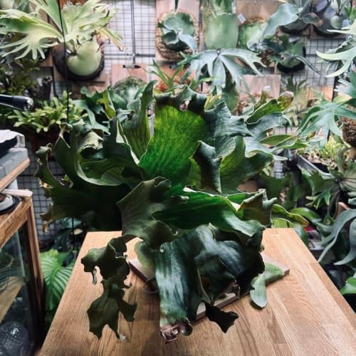 P. Hillii cv. Kylin Original.5