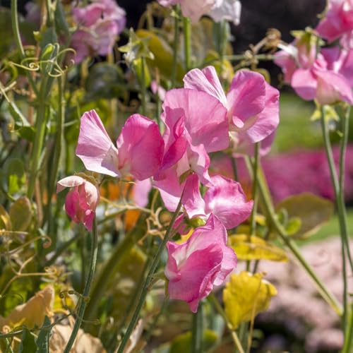 PREMIER SEEDS DIRECT - Sweet Pea - Mammoth Rose Pink - 60 Flower Seeds