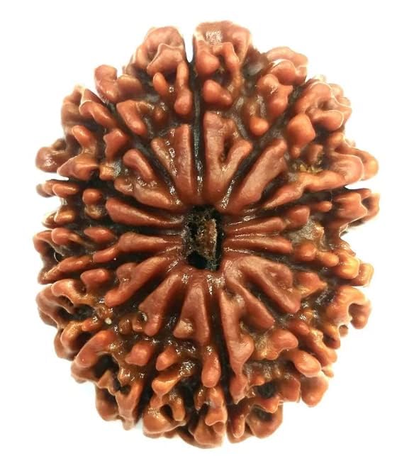 12 Mukhi Rudraksha Original Certified IGL Pendant 12 Face Natural Twelve Mukhi Rudraksha Original Nepal