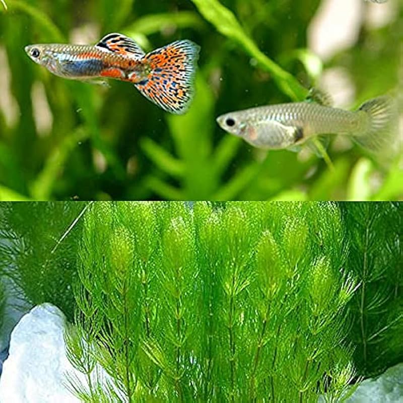 熱帯魚 水草 レッドグラス グッピー 国産グッピー 1ペア マツモ 3本 北海道 九州航空便要保温 Mobhsqem7s Www Masli Eu 熱帯魚 水草 レッドグラス グッピー 国産グッピー 1ペア マツモ 3本 北海道 九州航空便要保温 Mobhsqem7s Www Masli Eu