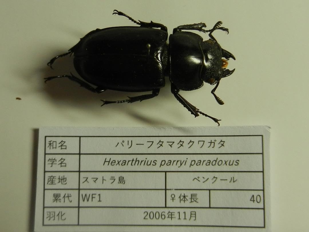 ヌエクワガタ 26㎜　標本 ヌエクワガタ 26㎜標本