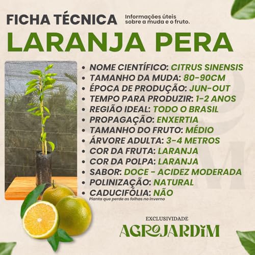 Muda Frutífera de Laranja Pera IAC Enxertada
