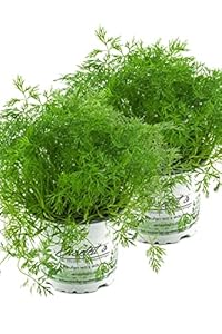 Weseler Kräuterparadies 2x Dill Frische Kräuterpflanze