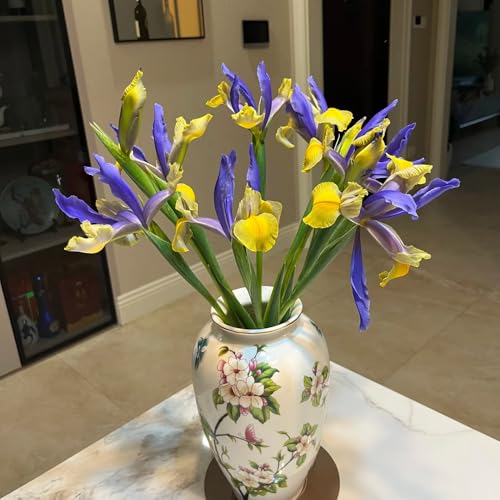 bulbi di iris resistenti, esterno giardino Decorazioni perenni, 2pcs