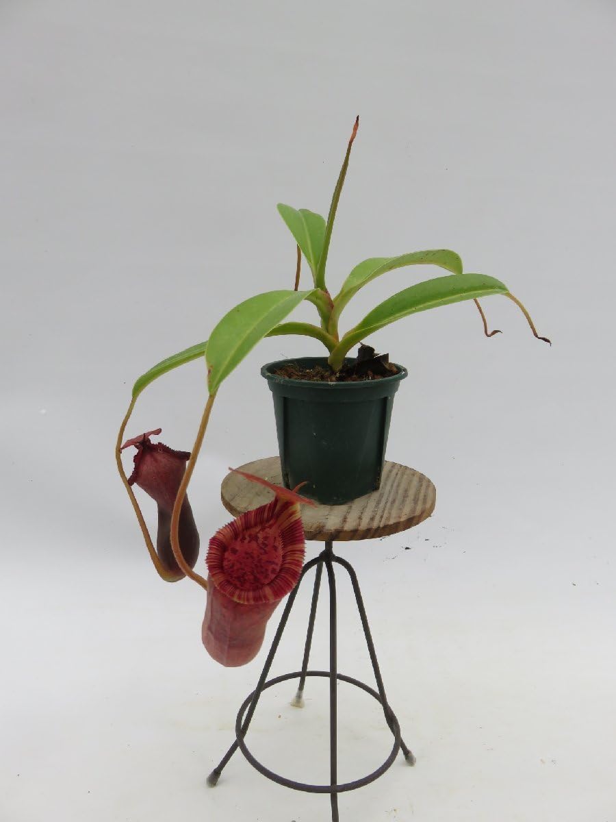 Amazon.co.jp: N.(ventricosa × sibuyanensis) × xTrusmadiensis EPH-4